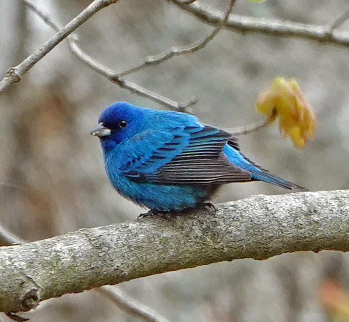 Indigo Bunting - ML233642081