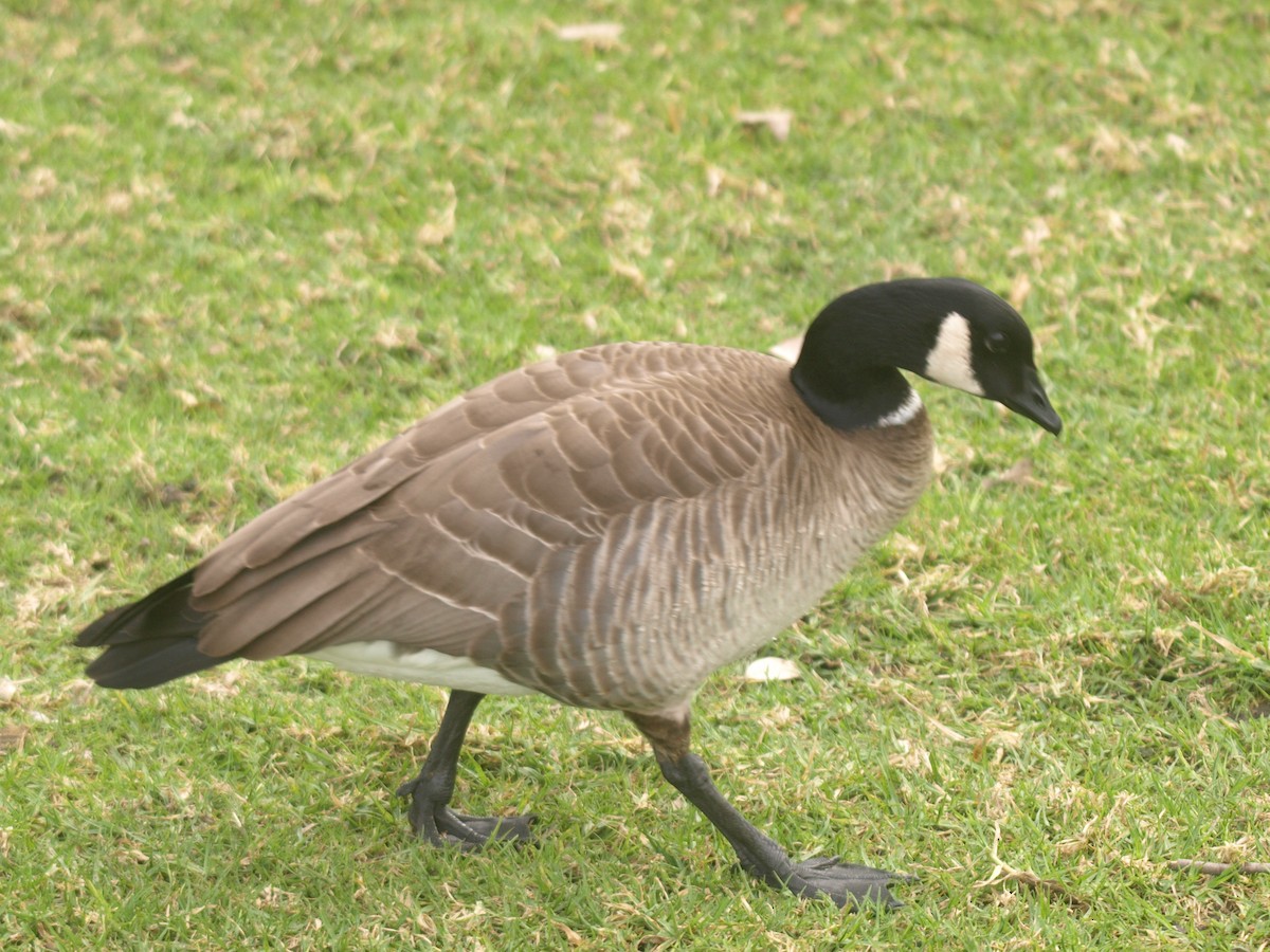 Cackling Goose (Aleutian) - ML23364471