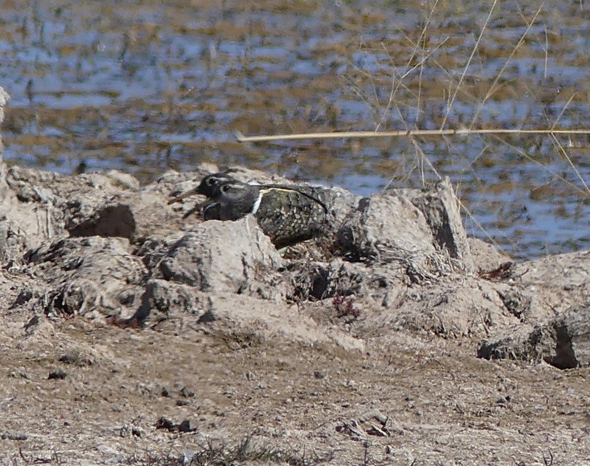 Australian Painted-Snipe - ML233645881