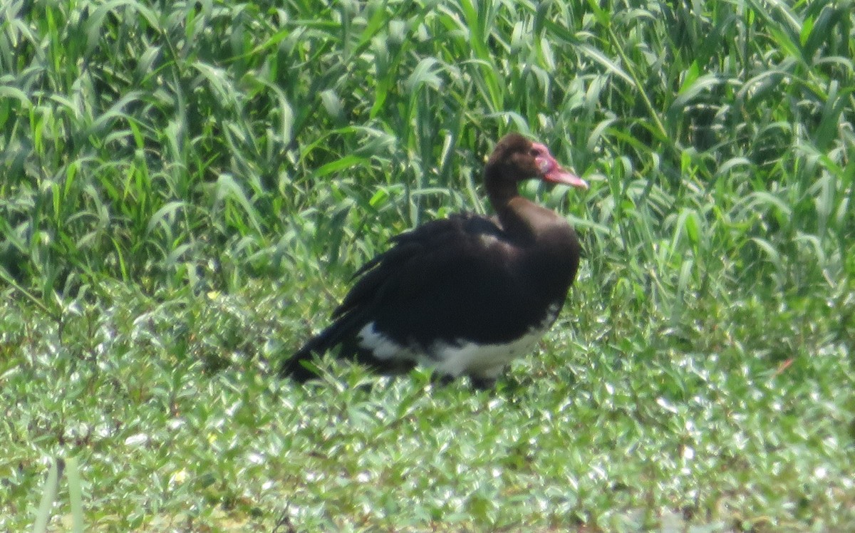 Spur-winged Goose - ML233646131