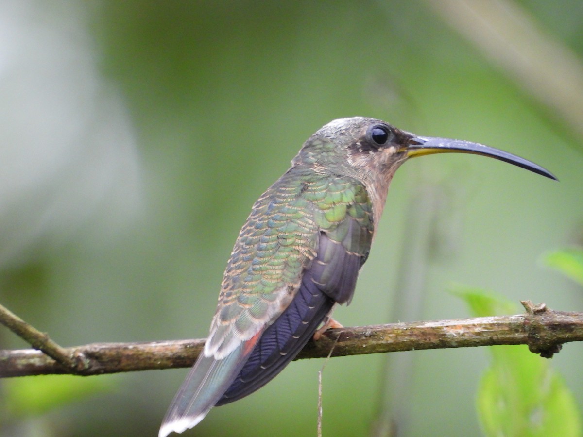 Rufous-breasted Hermit - ML233646361