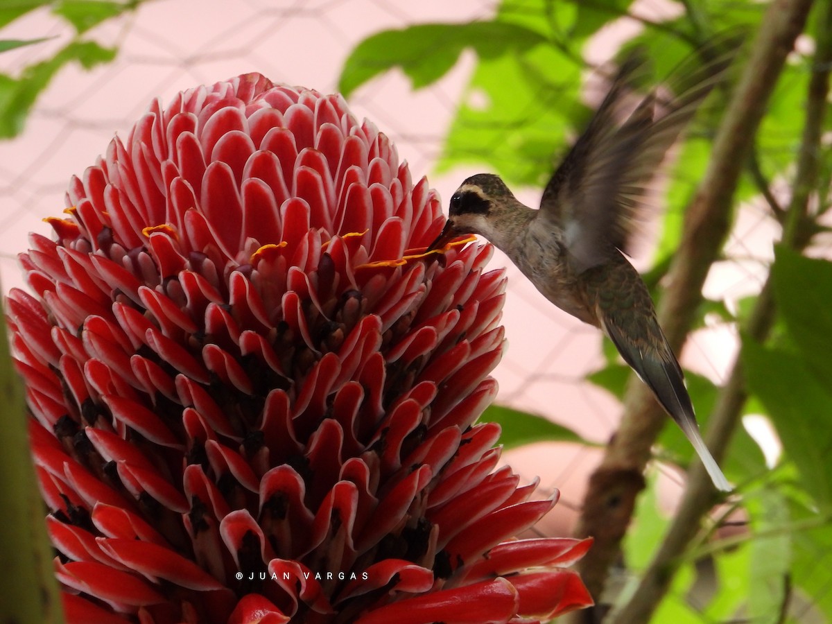 Pale-bellied Hermit - ML233646521