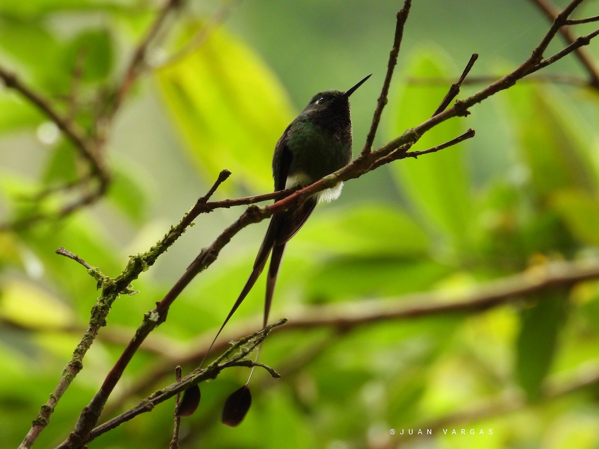 White-booted Racket-tail - ML233646851
