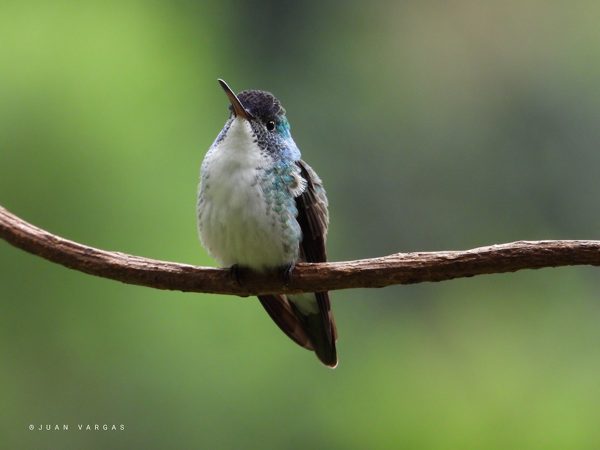 Andean Emerald - ML233647021