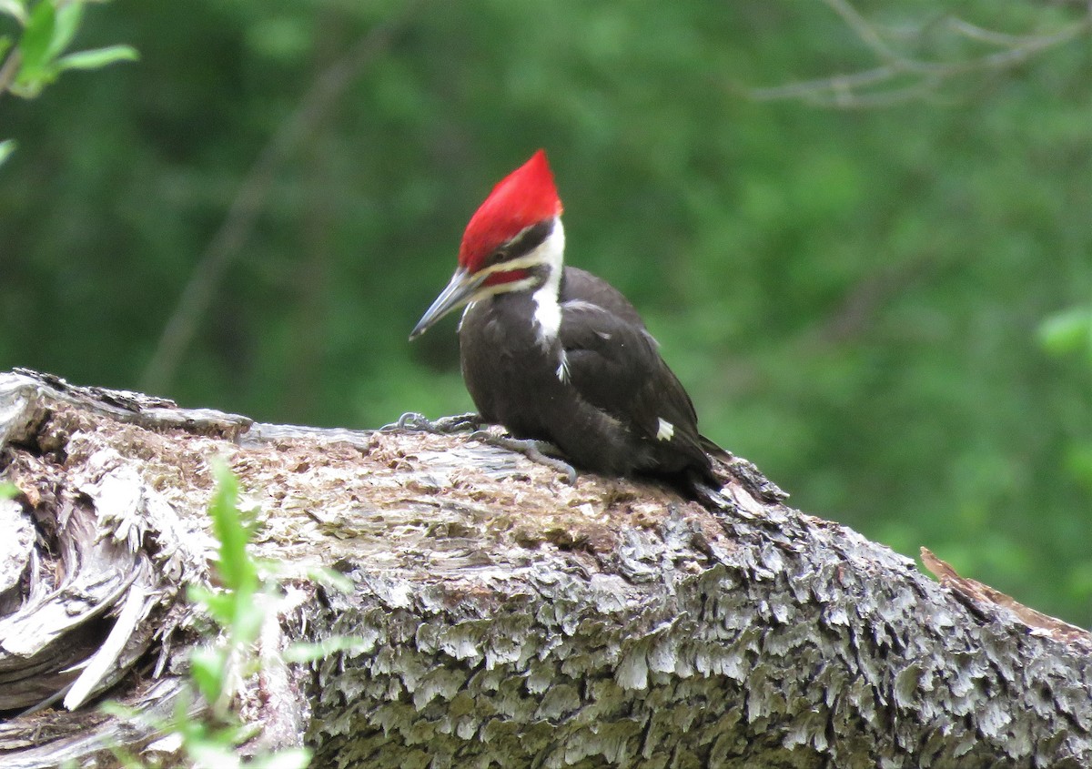 Pileated Woodpecker - Michael Bowen
