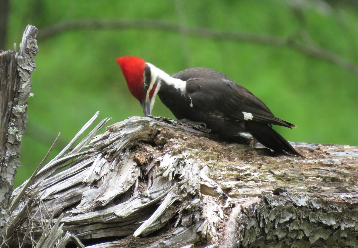 Pileated Woodpecker - Michael Bowen