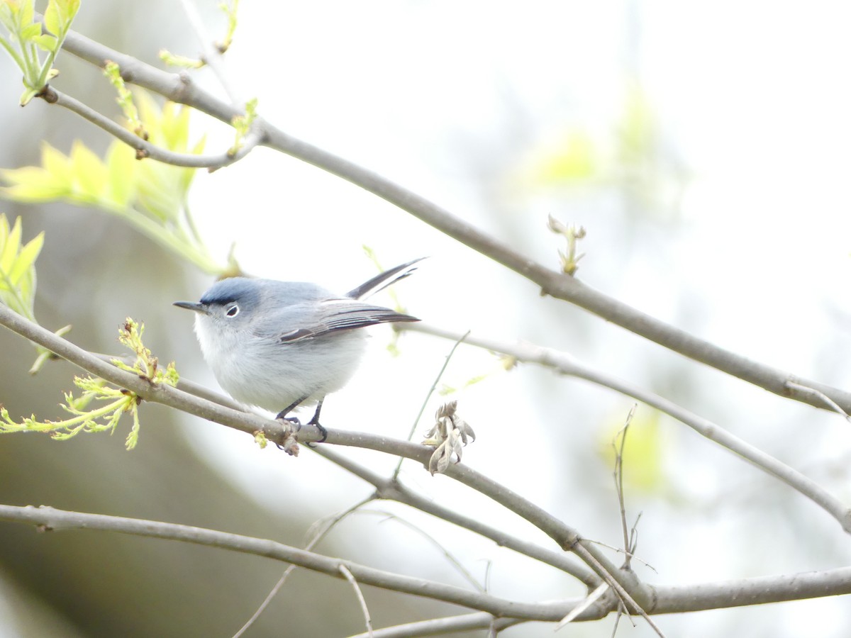 Blue-gray Gnatcatcher - ML233649281