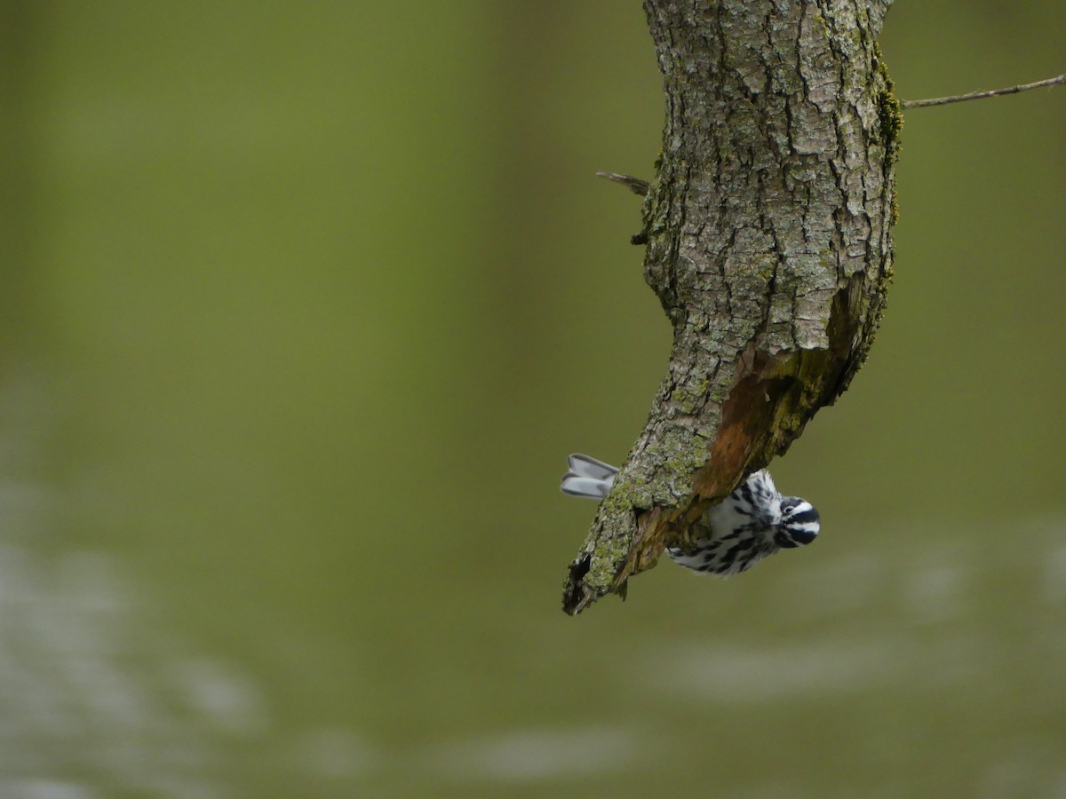 Black-and-white Warbler - ML233649581