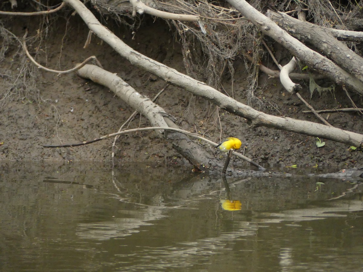 Prothonotary Warbler - ML233649811