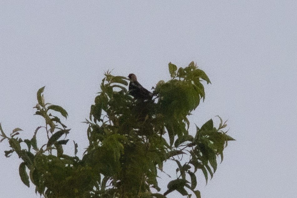 Bobolink - ML233650931