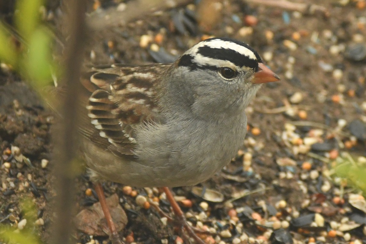 White-crowned Sparrow - ML233653451