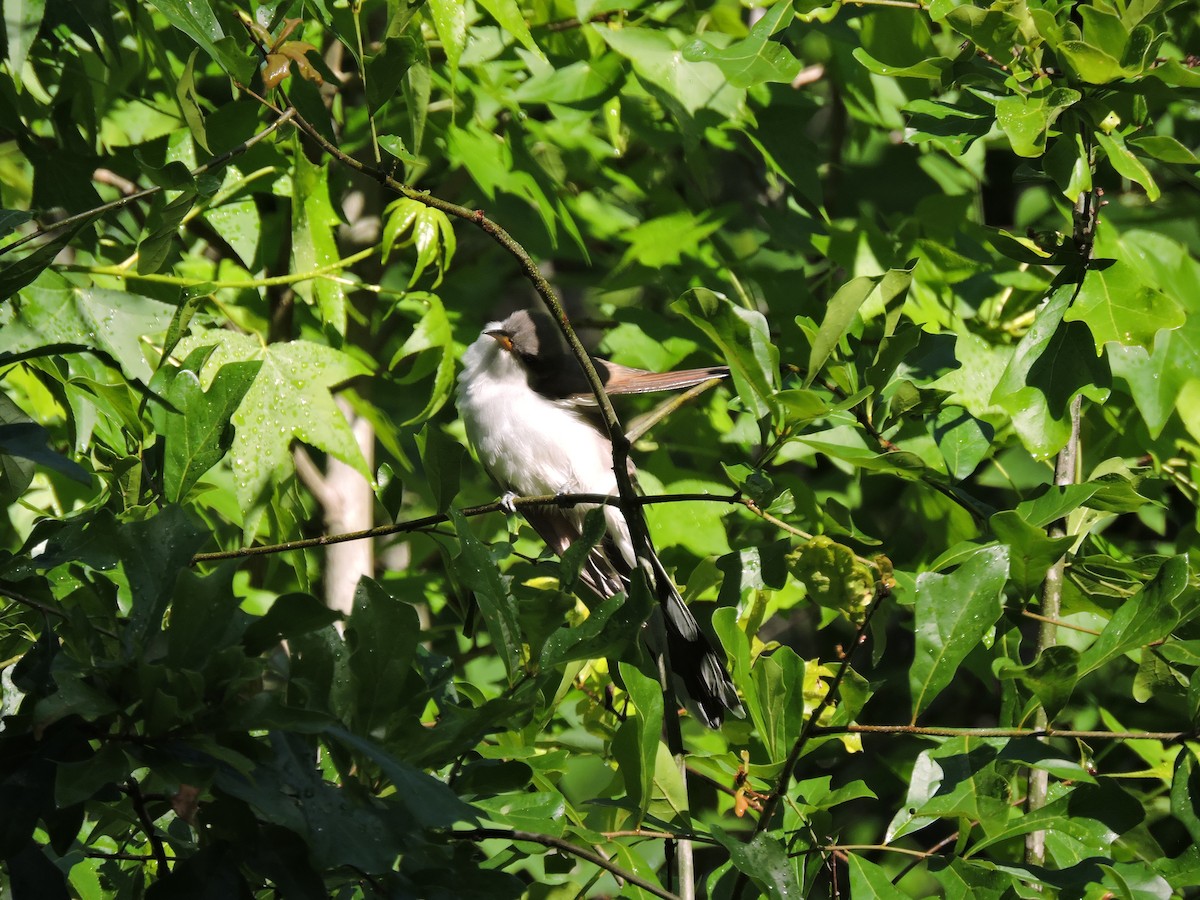 Yellow-billed Cuckoo - Matthew Campbell