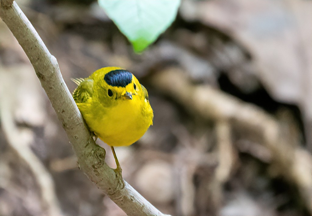 Wilson's Warbler - ML233655881