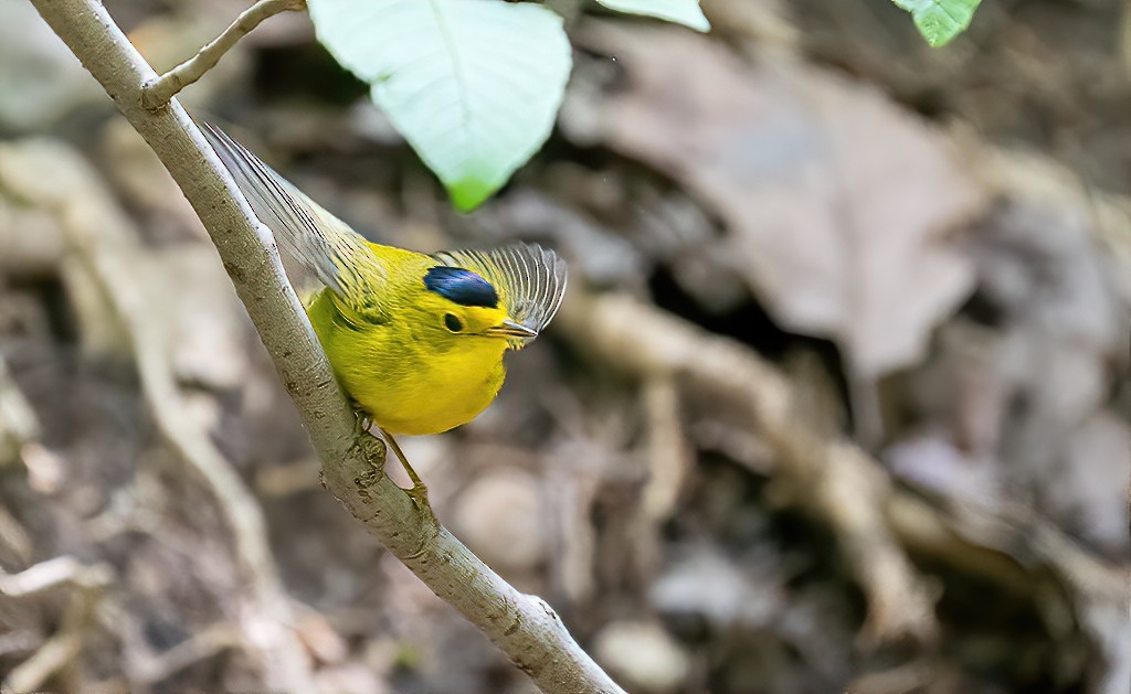 Wilson's Warbler - ML233655931