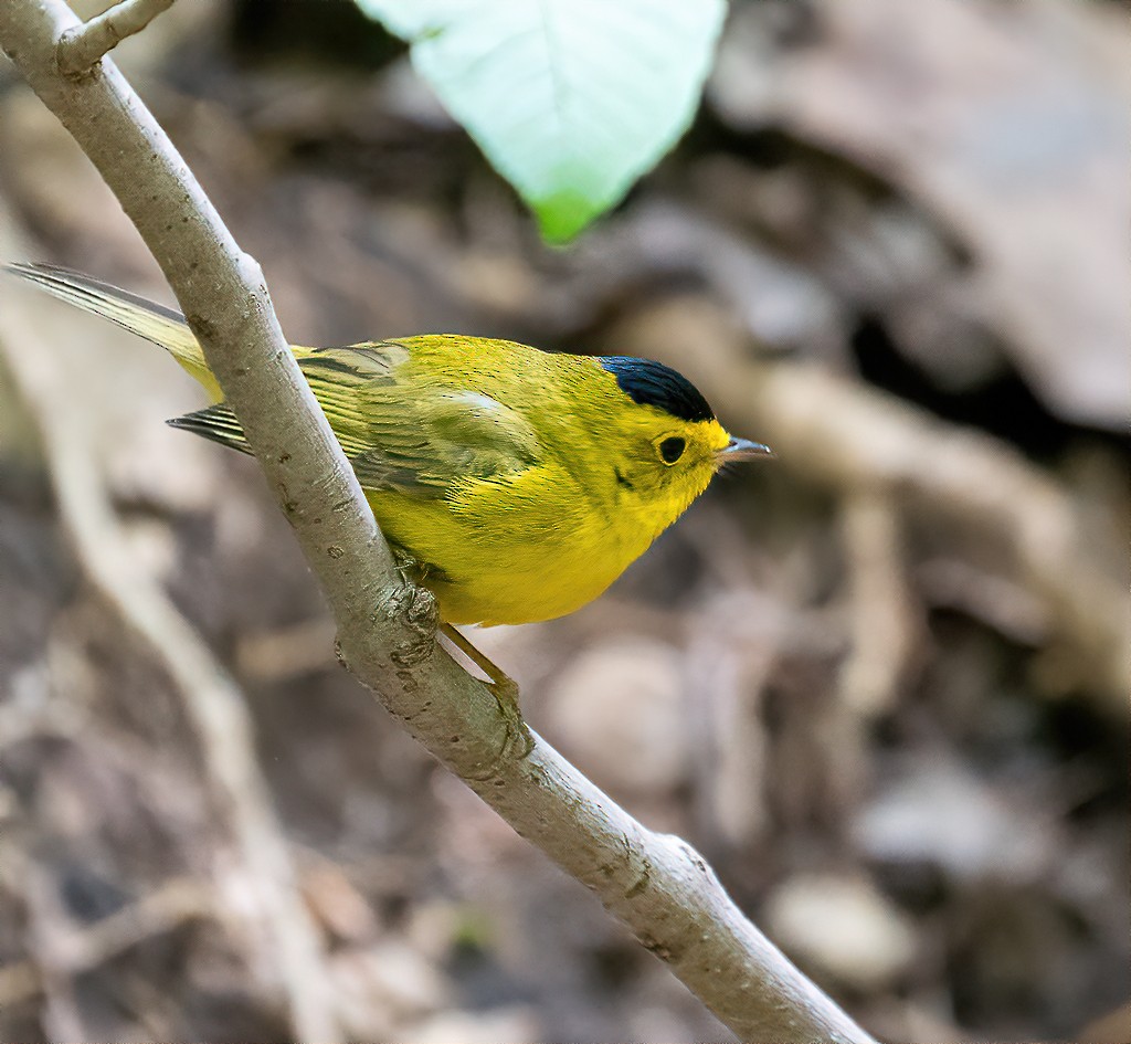 Wilson's Warbler - ML233655971