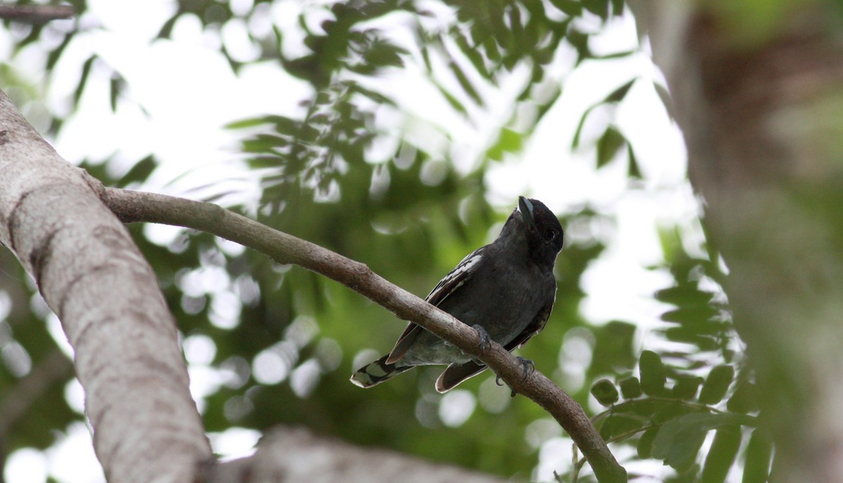 White-winged Becard - ML23365671