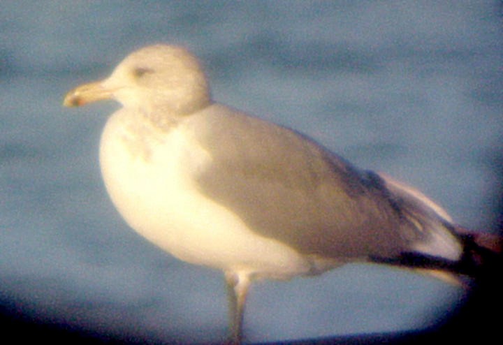California Gull - ML23365691