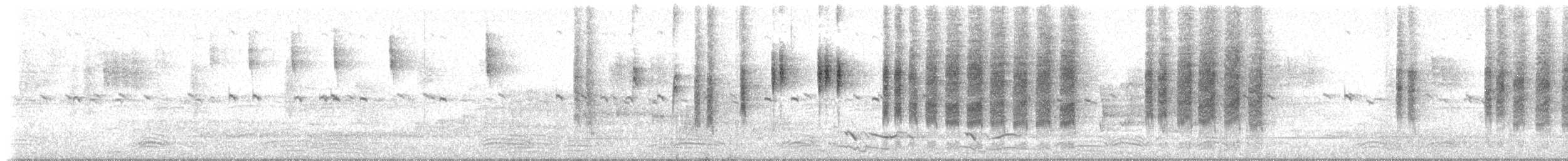 Ak Kaşlı Serikornis (laevigaster) - ML233657