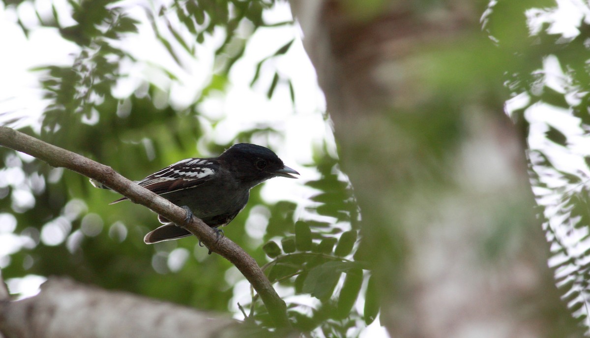 White-winged Becard - ML23365721