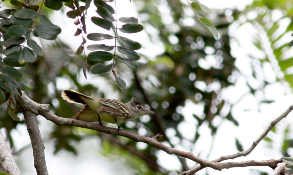 White-winged Becard - ML23365751