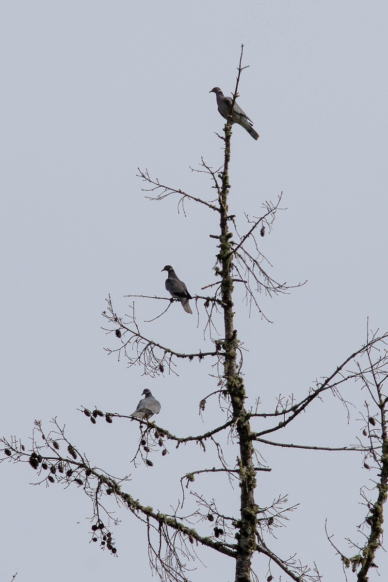 Band-tailed Pigeon - ML233657621