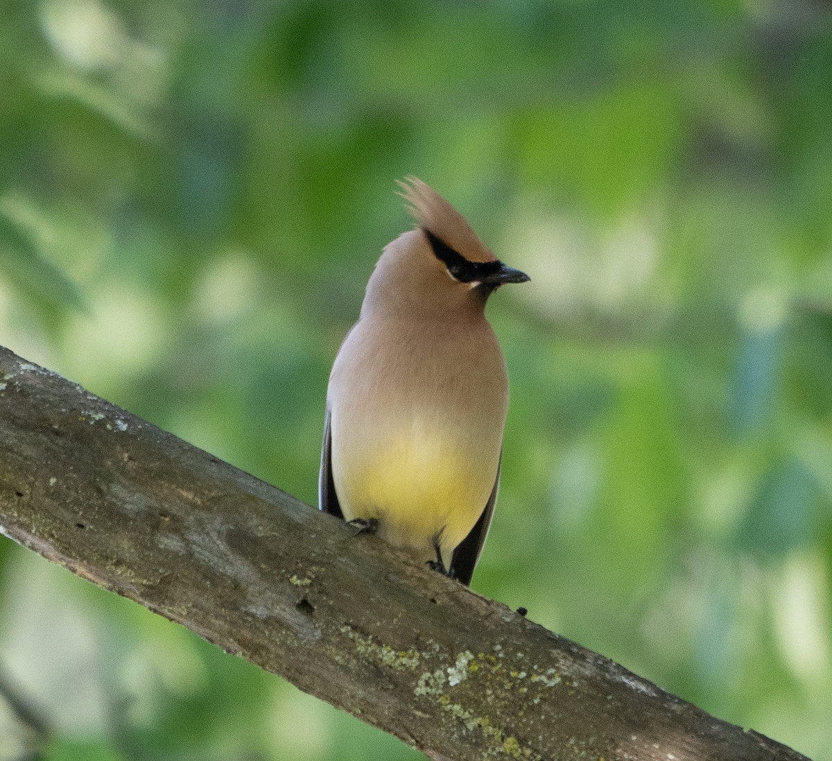 Cedar Waxwing - ML233659131