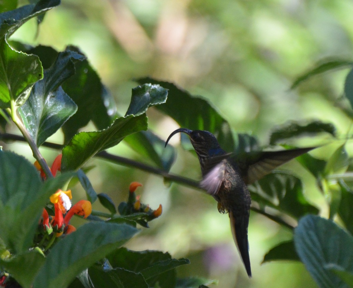 Buff-tailed Sicklebill - ML233660491