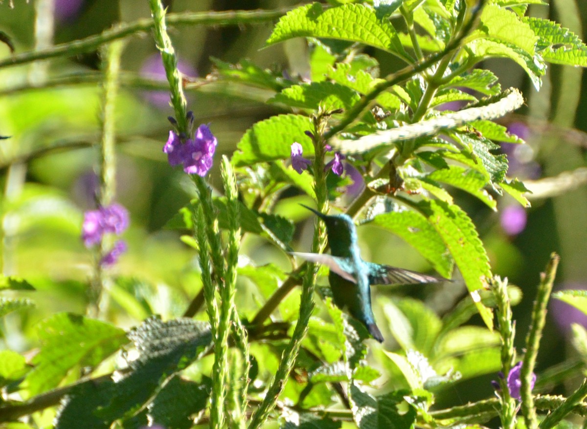 Blue-tailed Emerald - ML233660871