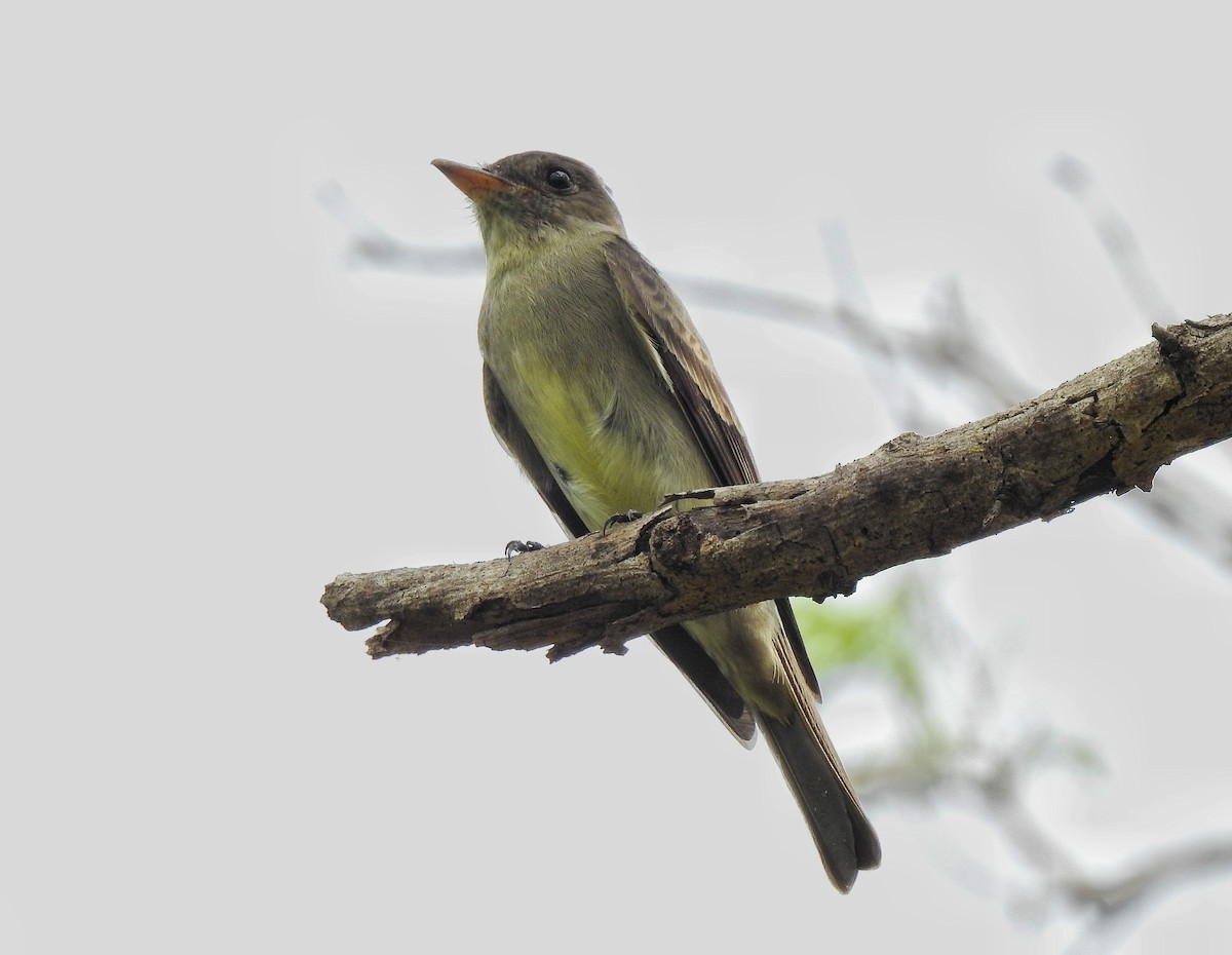 Northern Tropical Pewee - ML233663691