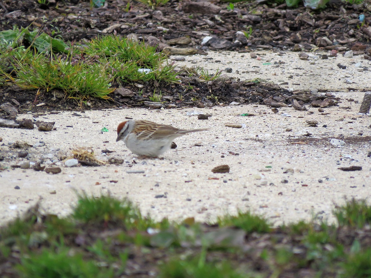 Chipping Sparrow - ML233664511