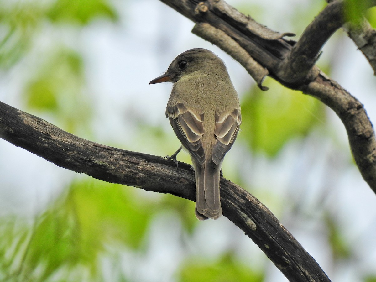 Northern Tropical Pewee - Anonymous