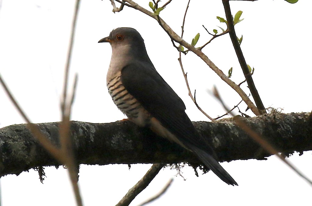 Himalayan Cuckoo - Ron Hess