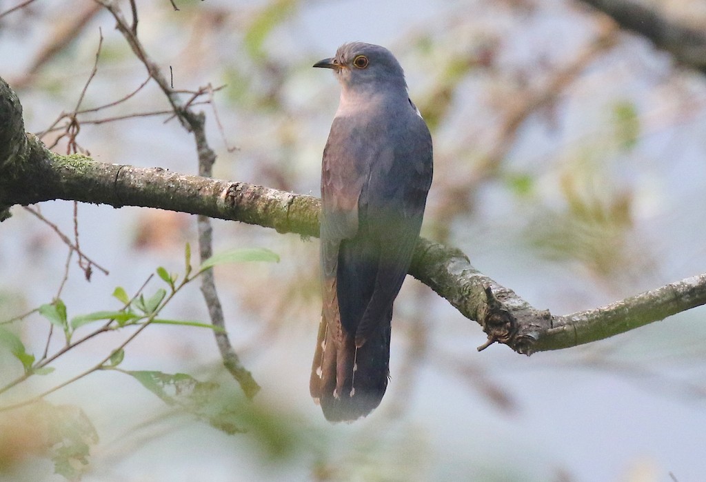 Himalayan Cuckoo - ML233664751