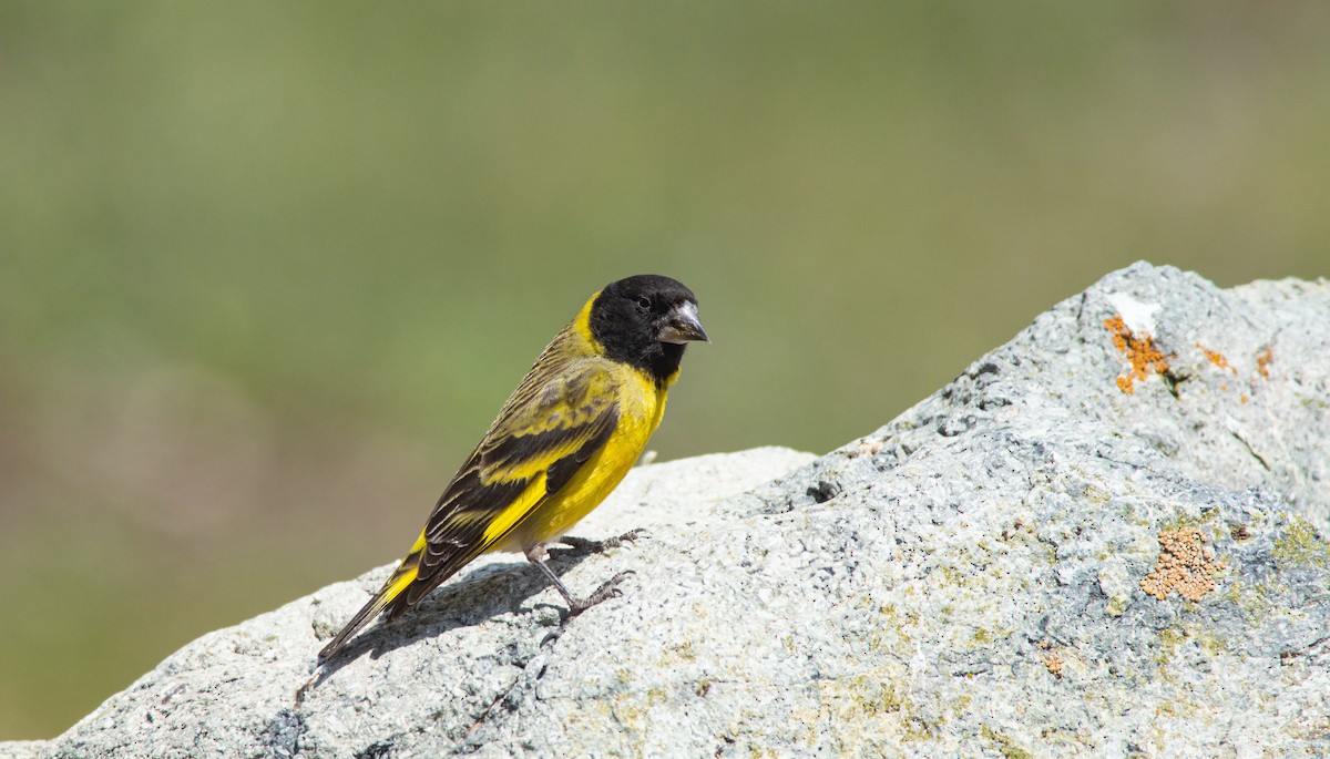 Thick-billed Siskin - ML233665271