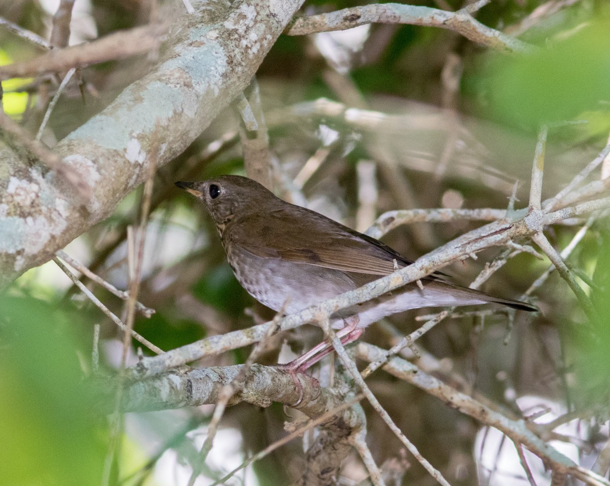 Bicknell's Thrush - ML233666201