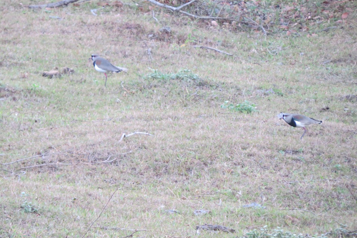 Southern Lapwing - Aldori Cunha