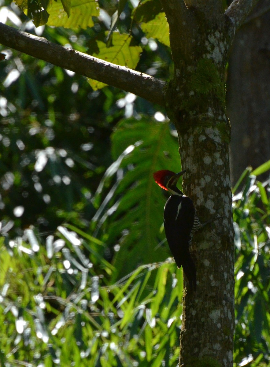 Lineated Woodpecker - ML233666791