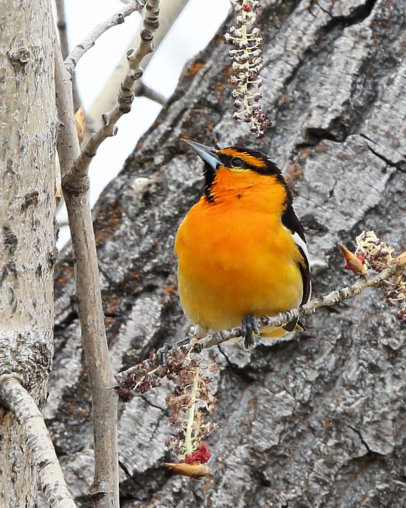 Bullock's Oriole - ML233666831