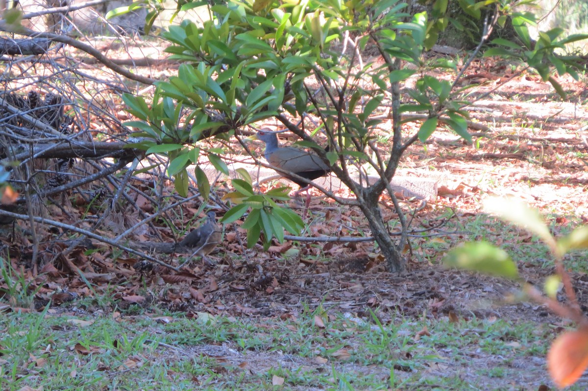 Gray-cowled Wood-Rail - ML233666861