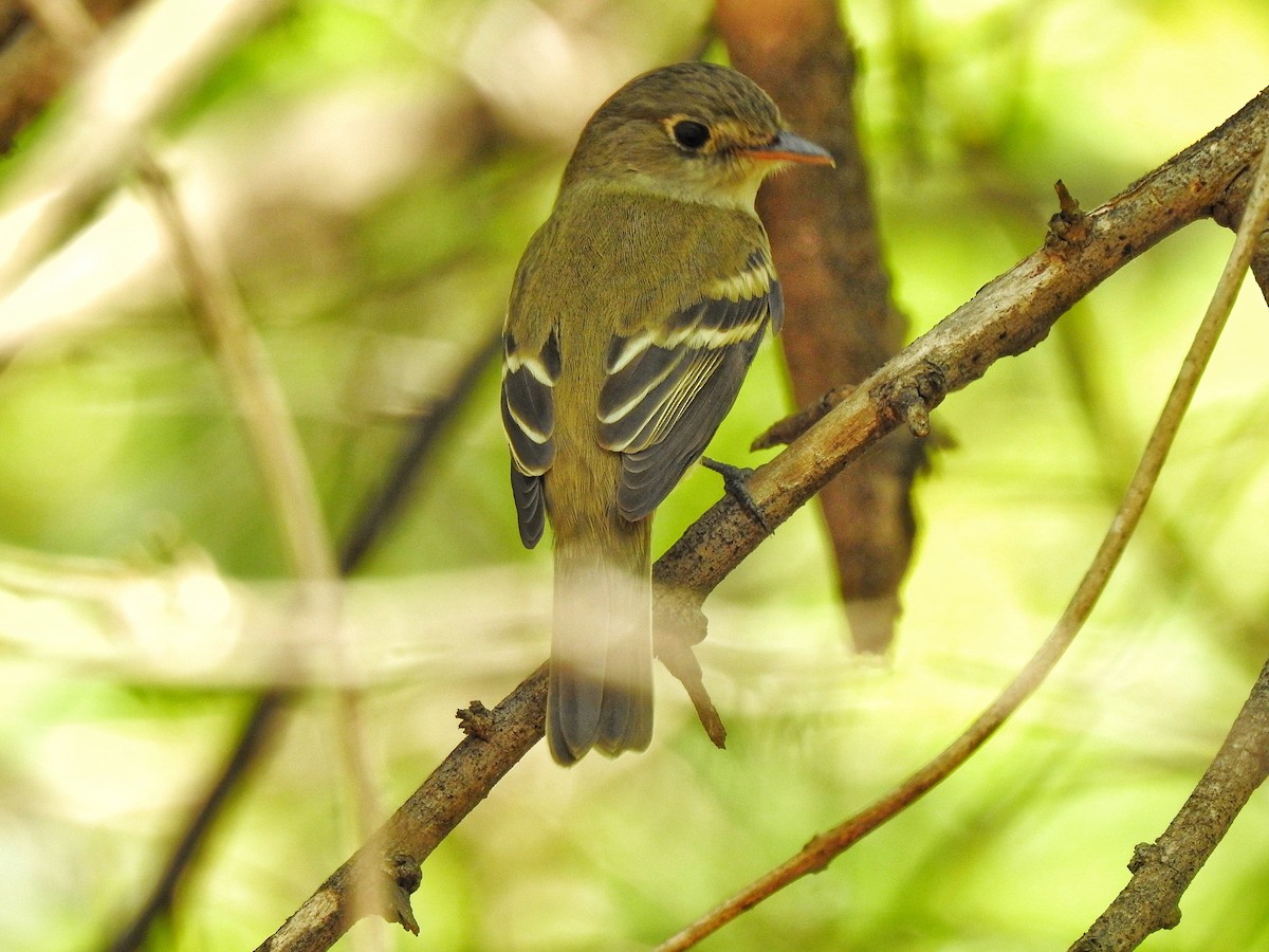 Least Flycatcher - Anonymous