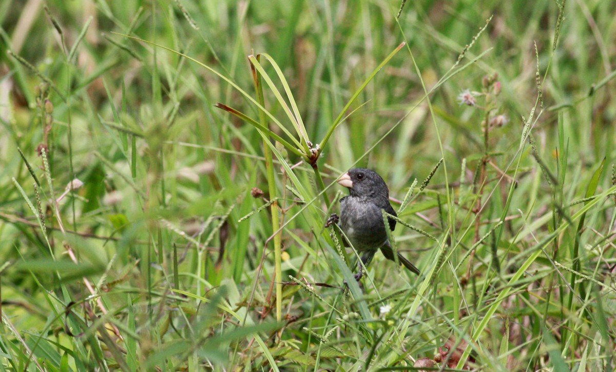 Gray Seedeater - Jay McGowan