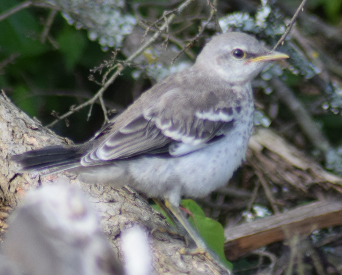 Northern Mockingbird - ML233668951