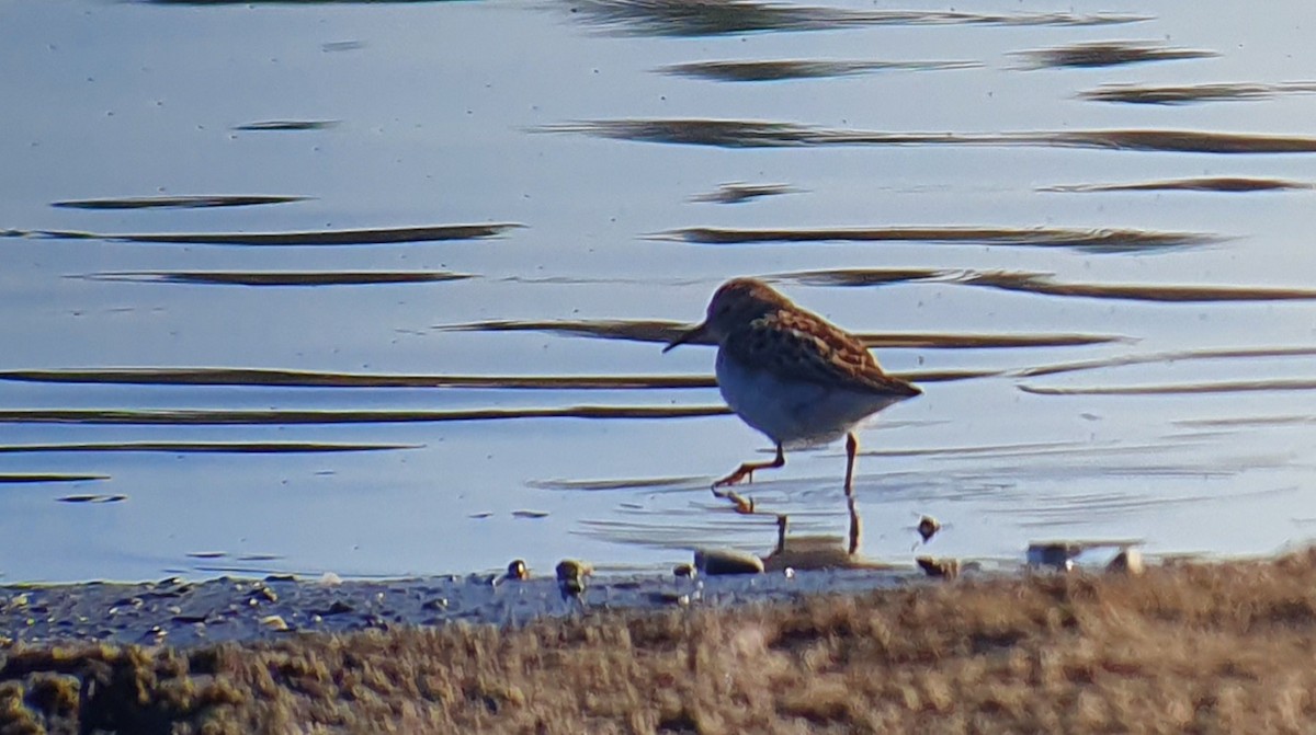 Least Sandpiper - ML233668961