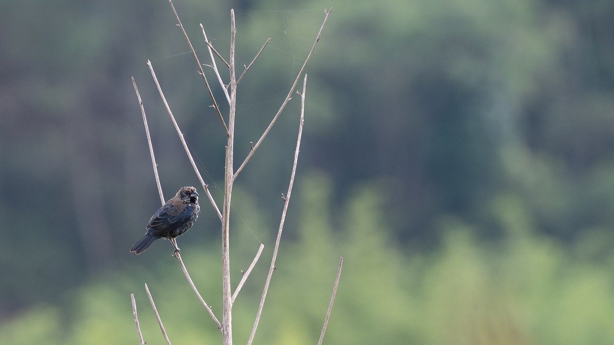 Blue-black Grassquit - ML233671251