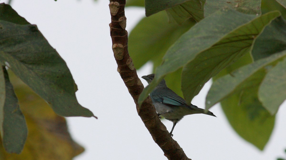 Glaucous Tanager - ML23367141