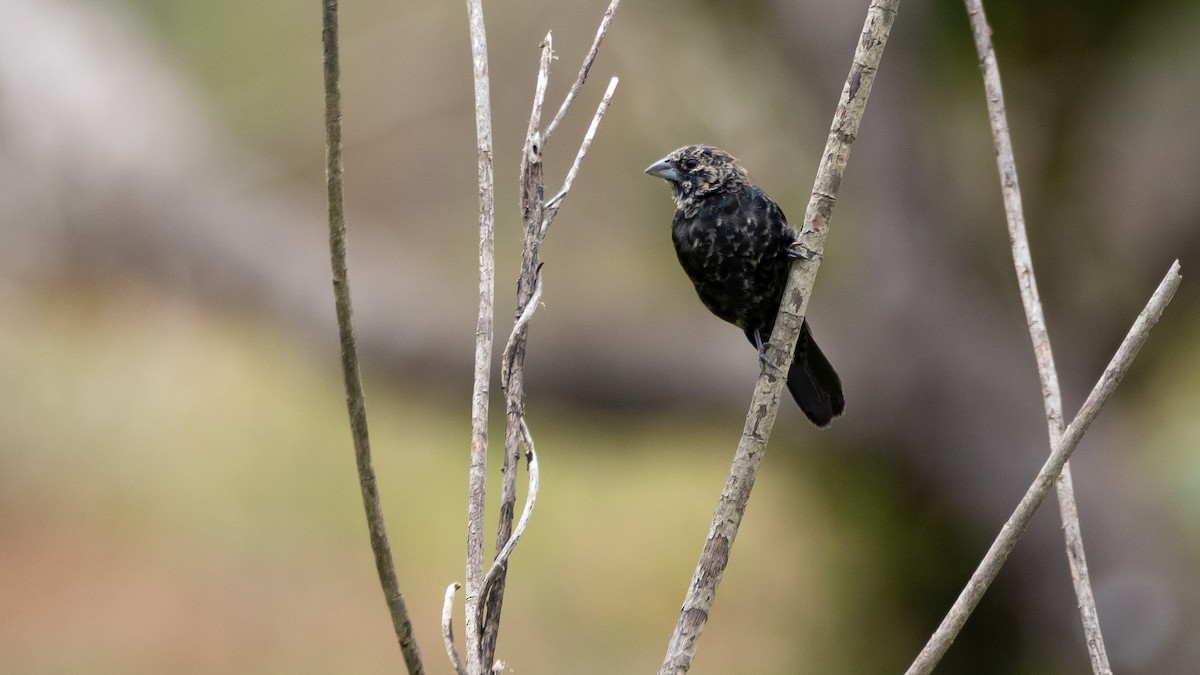 Blue-black Grassquit - ML233671711