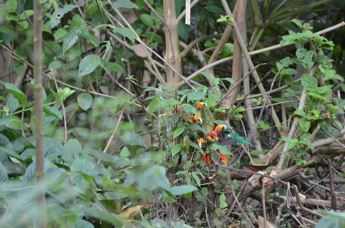 Black-eared Fairy - ML233672071