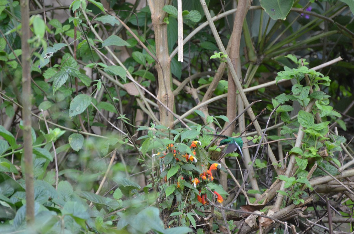 Черноухая колибри-фея - ML233672101