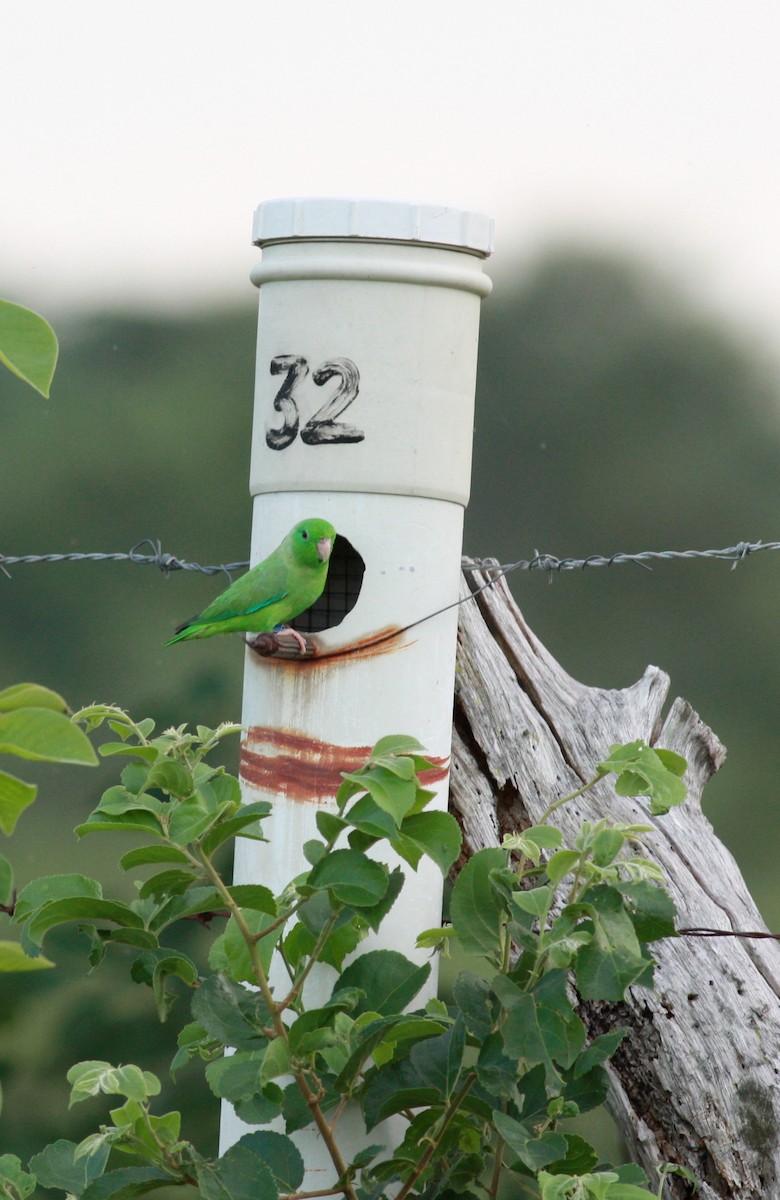 Yeşil Sokumlu Serçe Papağanı - ML23367321