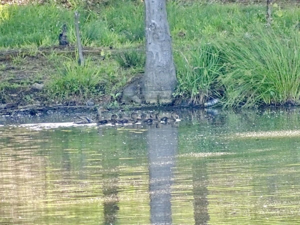 Mallard - ML233674331